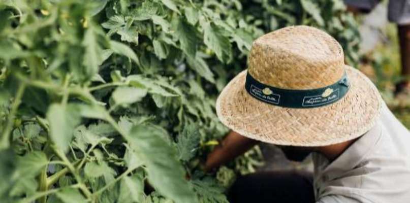 Cueilleur qui porte un chapeau de paille