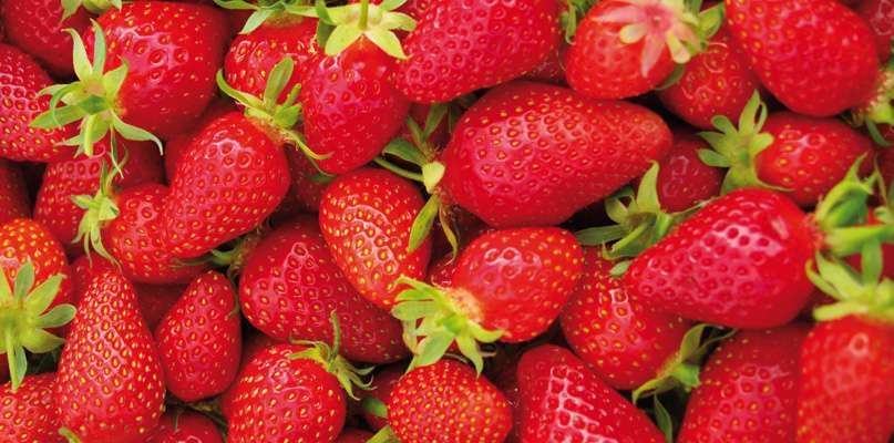 Fraises de la Cueillette de l'Aragnon
