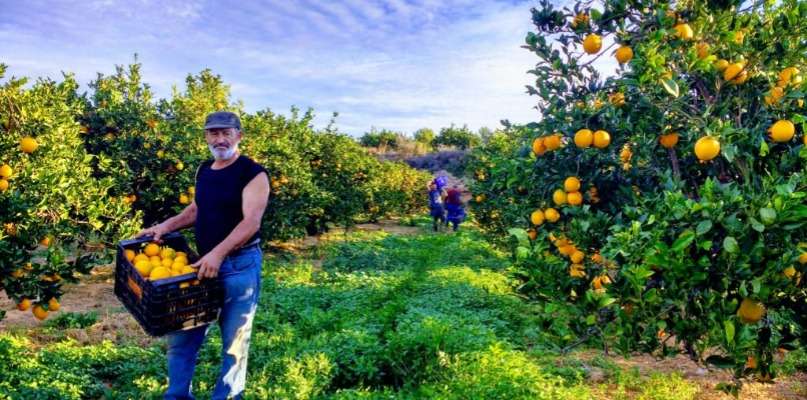 récolte des oranges