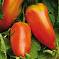 Cueillette de l'Aragnon Tomate des Andes